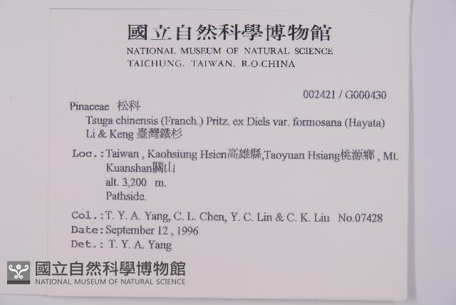 臺灣鐵杉藏品圖，第2張