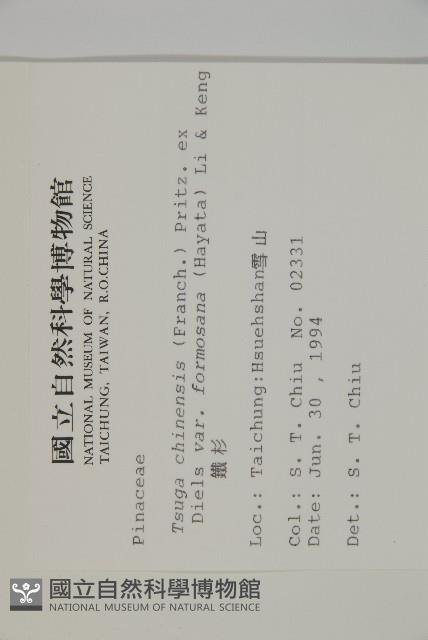 臺灣鐵杉藏品圖，第2張