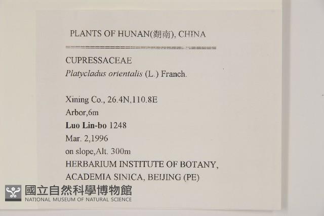 側柏藏品圖，第2張