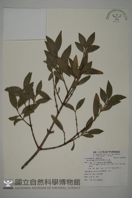 竹柏藏品圖，第1張