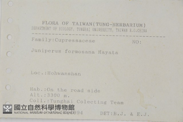 刺柏藏品圖，第2張