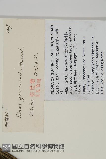 雲南松藏品圖，第2張