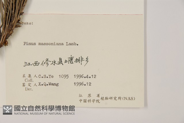 馬尾松藏品圖，第2張