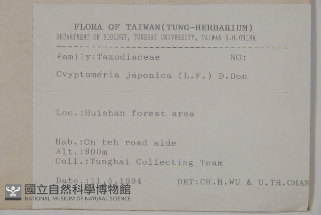 柳杉藏品圖，第2張