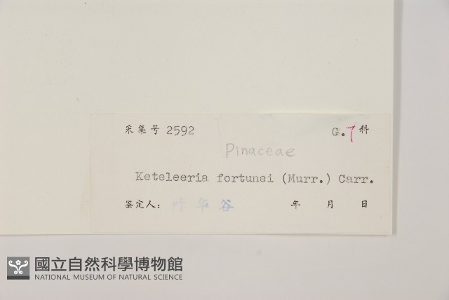 油杉藏品圖，第2張