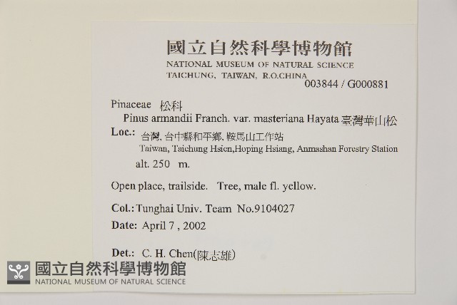 臺灣華山松藏品圖，第2張