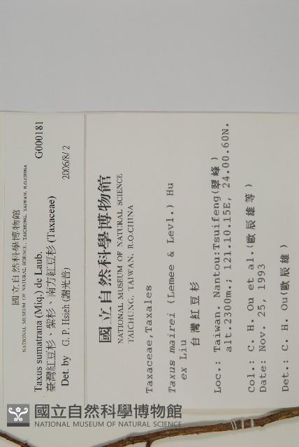 臺灣紅豆杉、紫杉、南方紅豆杉藏品圖，第2張