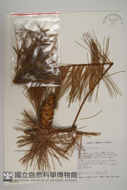 臺灣五葉松藏品圖，第1張