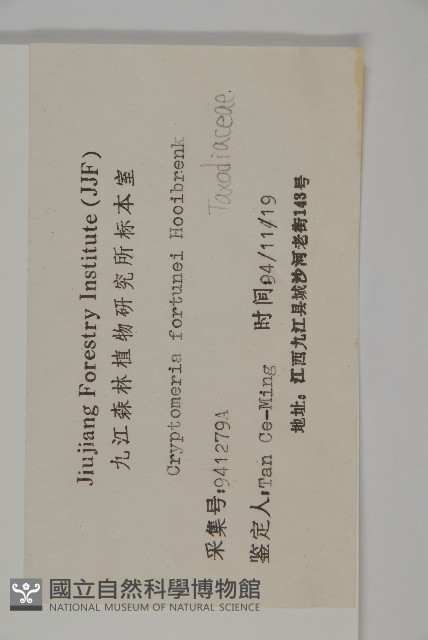 柳杉藏品圖，第2張