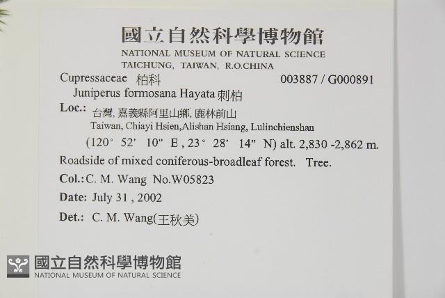 刺柏藏品圖，第2張