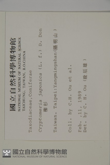 柳杉藏品圖，第2張