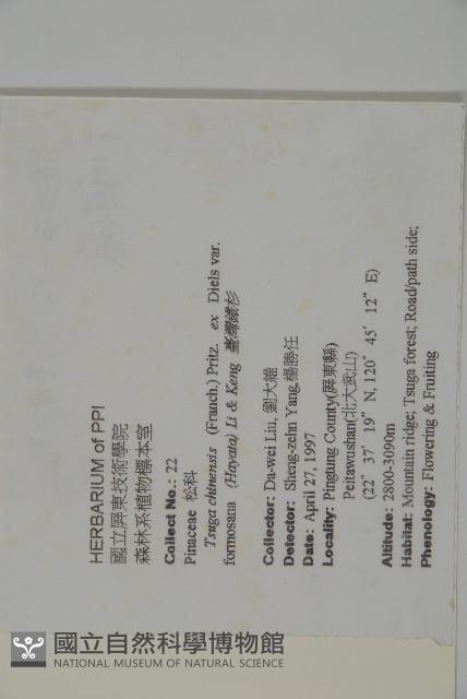 Taiwan hemlock Collection Image, Figure 2, Total 4 Figures