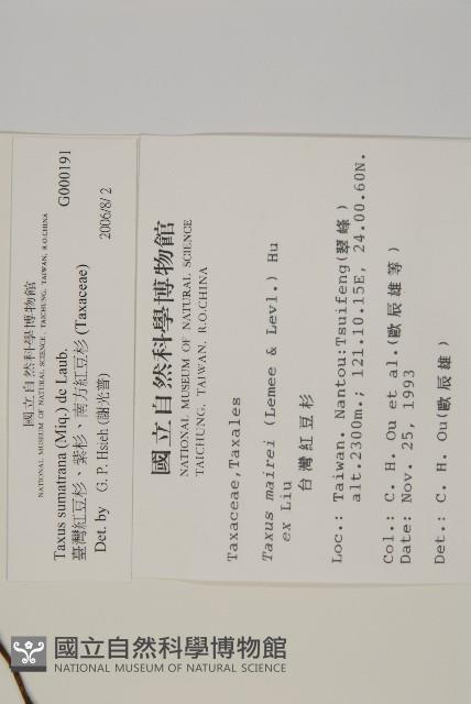 臺灣紅豆杉、紫杉、南方紅豆杉藏品圖，第2張