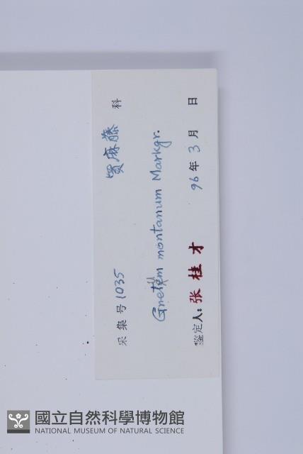 買麻藤藏品圖，第2張