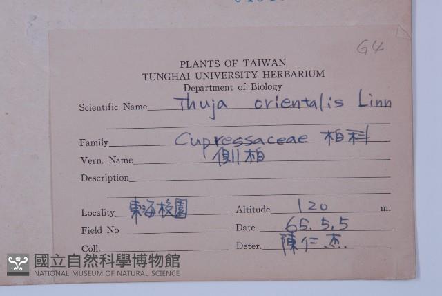 側柏藏品圖，第2張