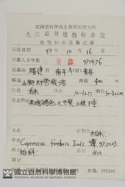 柏木、柏樹藏品圖，第2張