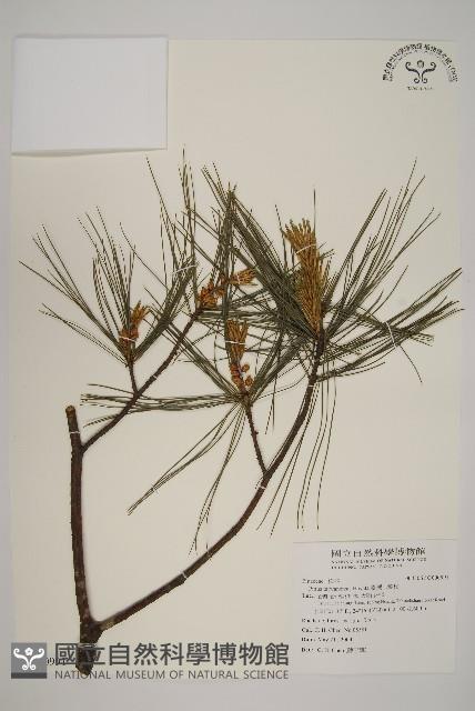 臺灣二葉松藏品圖，第1張