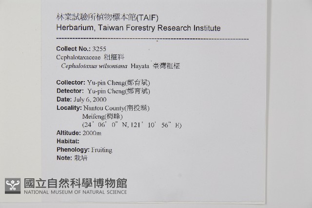 臺灣粗榧、台灣三尖杉藏品圖，第2張