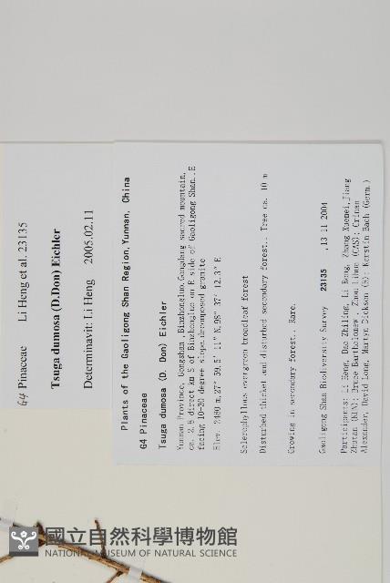 雲南鐵杉藏品圖，第2張