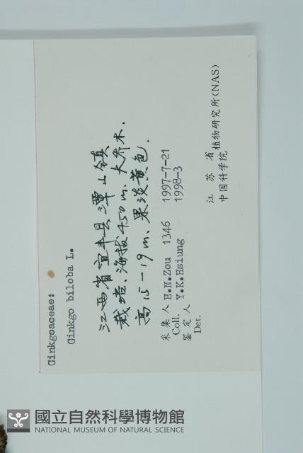 銀杏藏品圖，第2張