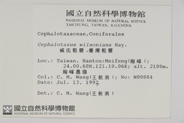 臺灣粗榧、台灣三尖杉藏品圖，第2張