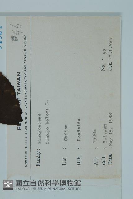 銀杏藏品圖，第2張