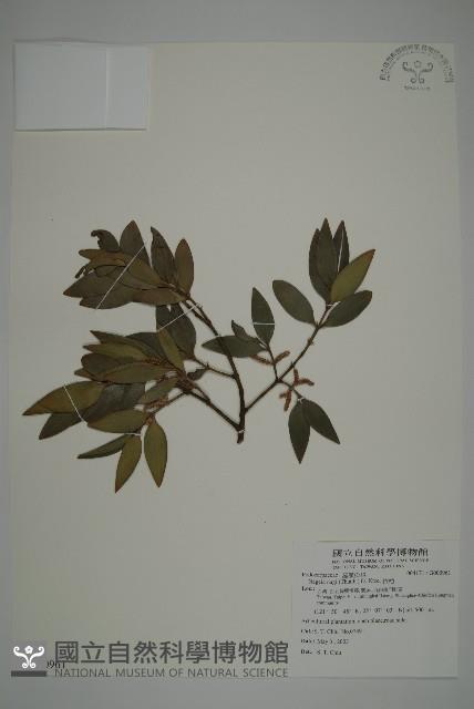 竹柏藏品圖，第4張