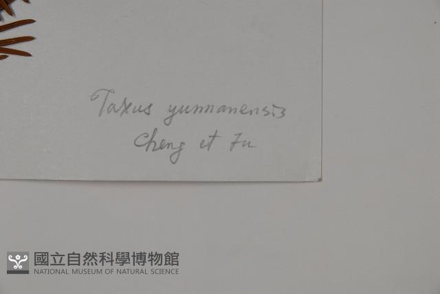 雲南紅豆杉藏品圖，第2張