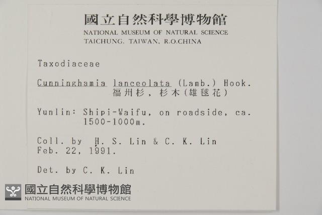 杉木藏品圖，第2張