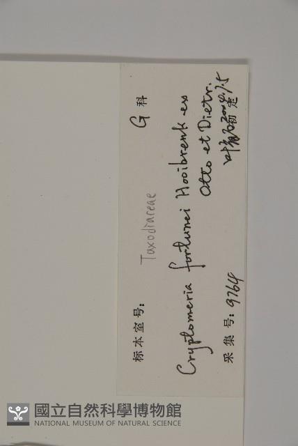 柳杉藏品圖，第2張