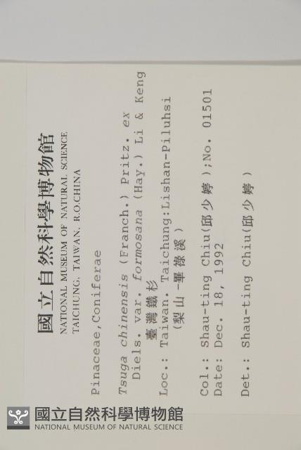 臺灣鐵杉藏品圖，第2張