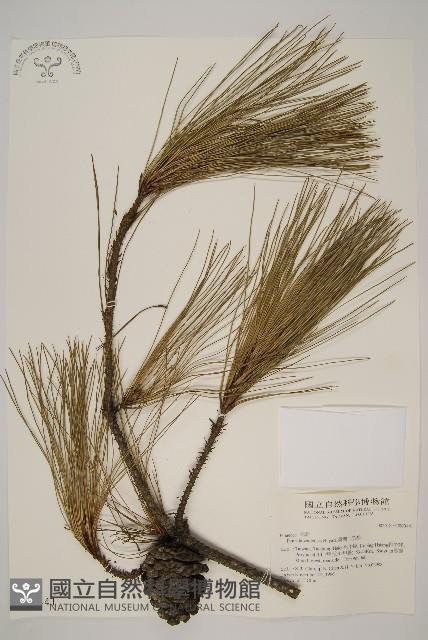 臺灣二葉松藏品圖，第1張