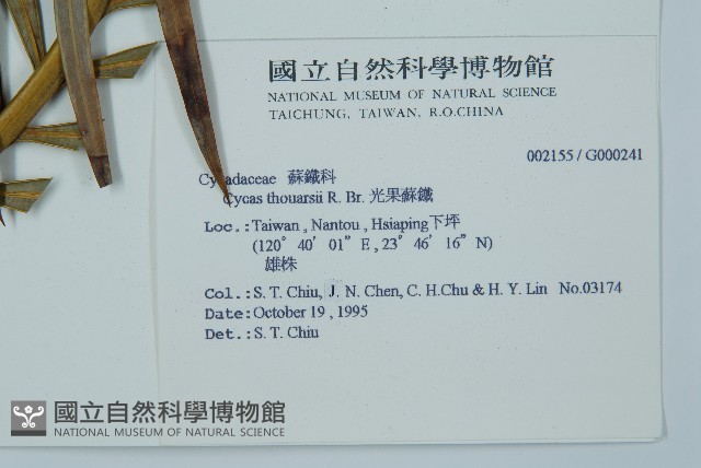 光果蘇鐵藏品圖，第2張