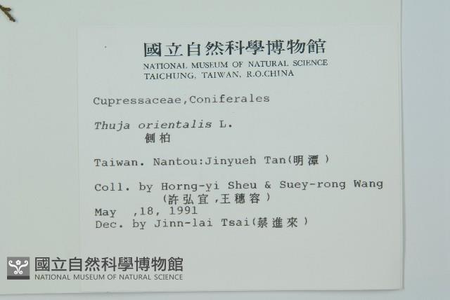 側柏藏品圖，第2張