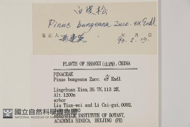 白皮松藏品圖，第2張