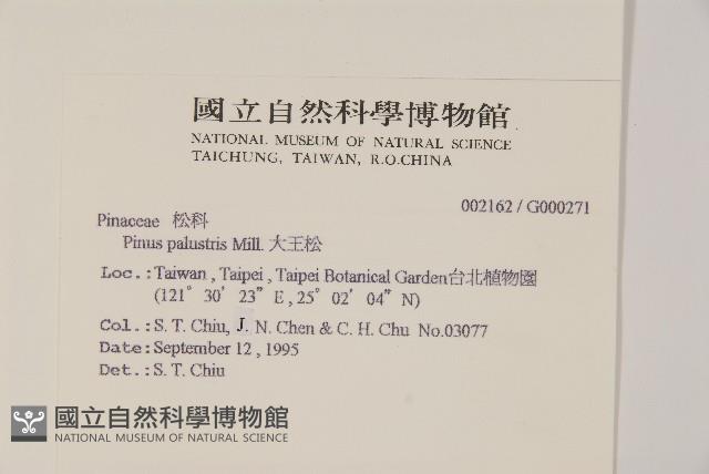 大王松藏品圖，第2張