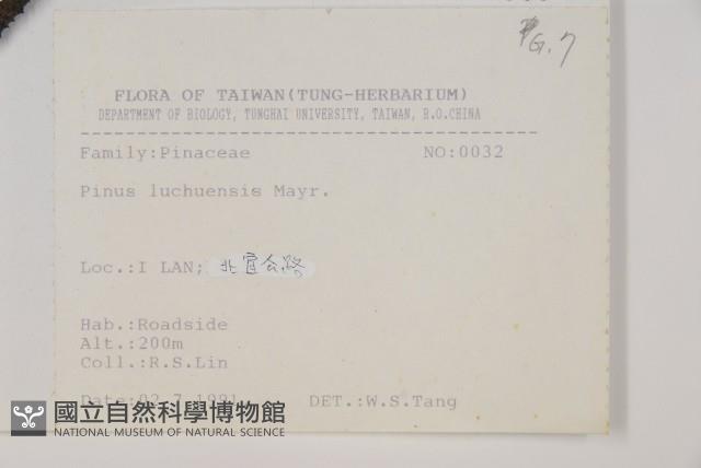 Ryukyu pine Collection Image, Figure 2, Total 5 Figures