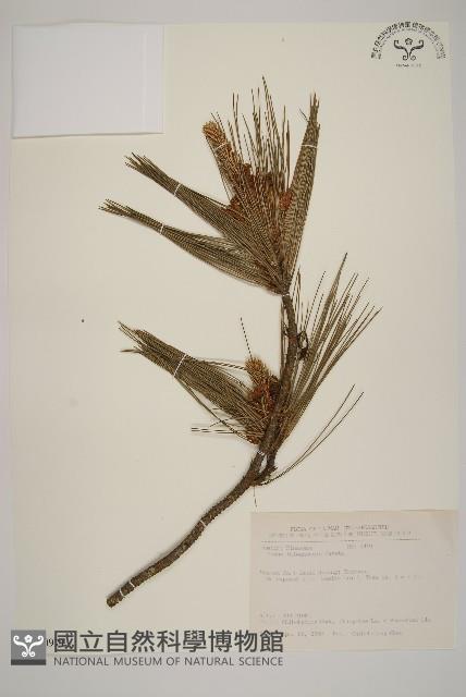 臺灣二葉松藏品圖，第1張