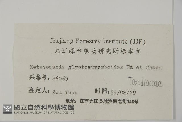 水杉藏品圖，第2張