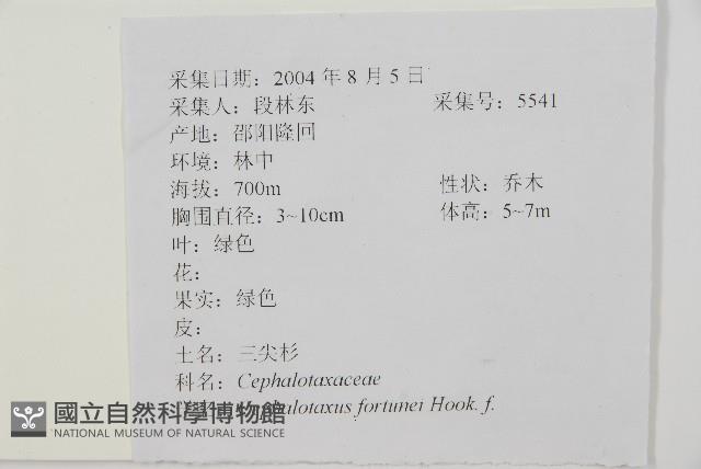 三尖杉藏品圖，第2張