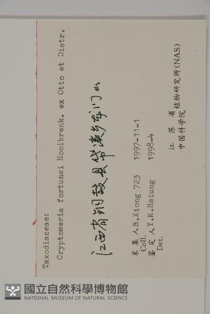 柳杉藏品圖，第2張