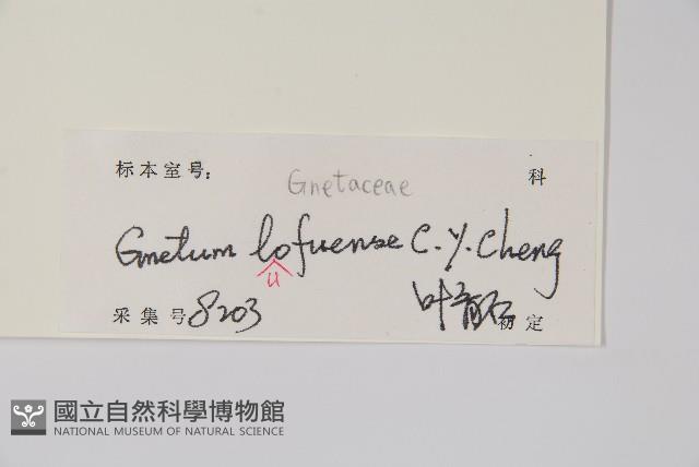 羅浮買麻藤藏品圖，第2張