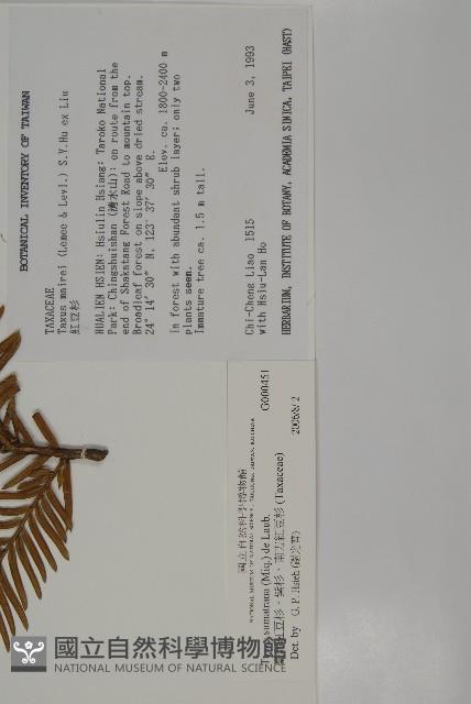 臺灣紅豆杉、紫杉、南方紅豆杉藏品圖，第2張