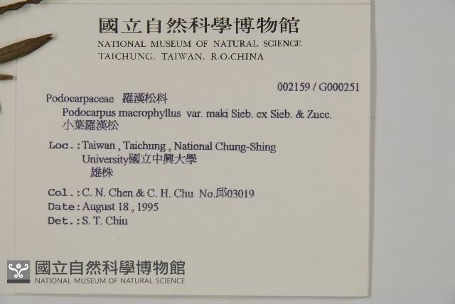 小葉羅漢松藏品圖，第2張