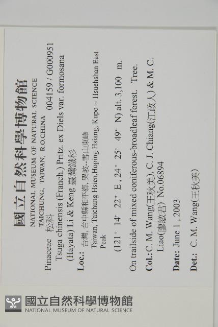 臺灣鐵杉藏品圖，第2張