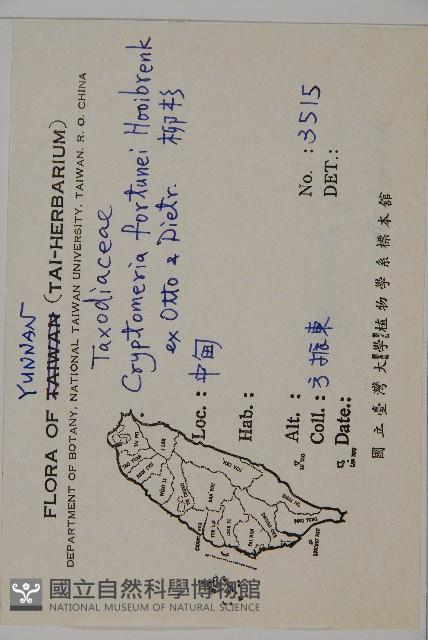 柳杉藏品圖，第2張