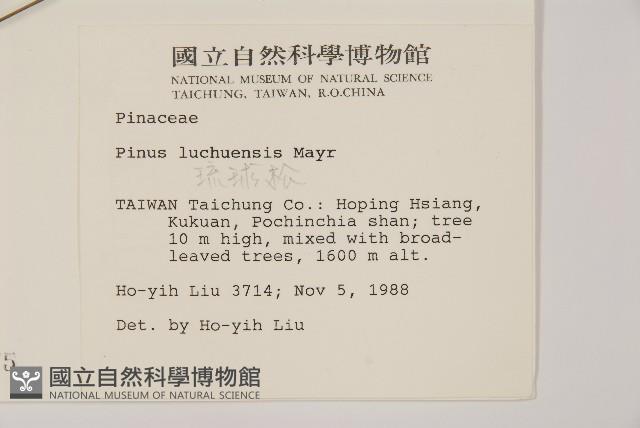 琉球松藏品圖，第2張