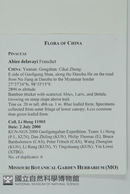 蒼山冷杉藏品圖，第2張