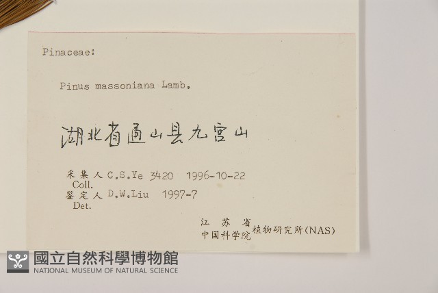 馬尾松藏品圖，第2張
