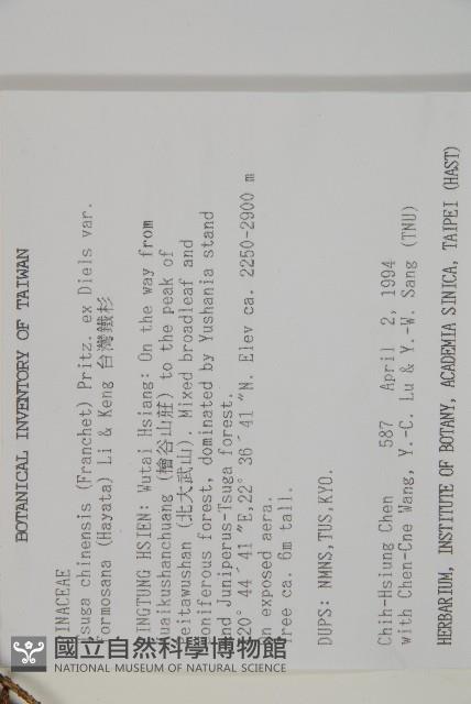 臺灣鐵杉藏品圖，第2張